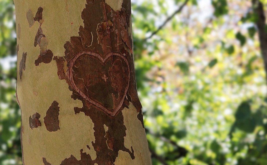 Tanda cinta pada pohon (Foto: S. Hermann & F. Richter/Pixabay)