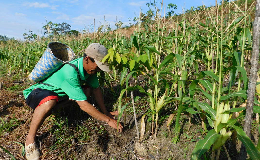 Agroforestri, menggabungkan tanaman pertanian dan kehutanan, satu cara dalam ketahanan pangan dalam konsep food estate (Foto: Dok. FD)