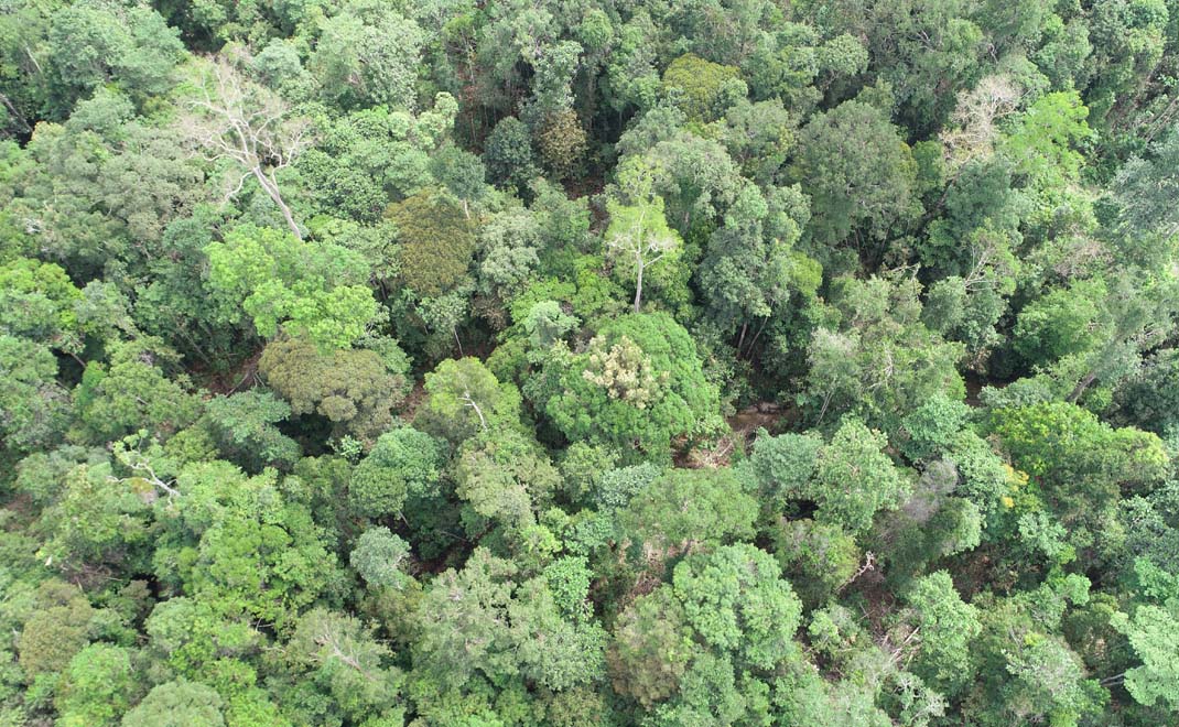 Tutupan Hutan Harapan di Jambi. Hutan adalah areal seluas minimal 0,25 hektare dengan tinggi pohon 5 meter pada masa akhir daurnya dengan tutupan tajuk minimal 30%.