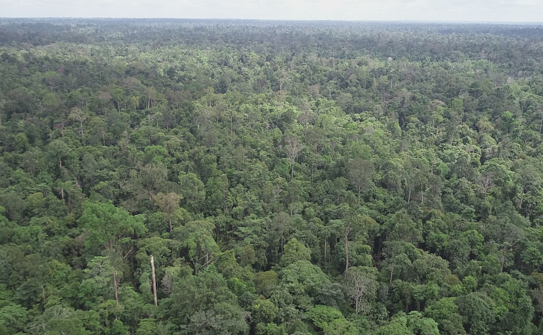 Tutupan Hutan Harapan di Jambi. Hutan adalah areal seluas minimal 0,25 hektare dengan tinggi pohon 5 meter pada akhir daurnya dan tutupan tajuk minimal 30%.