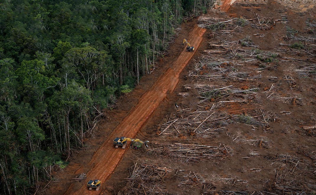 Deforestasi hutan Papua untuk lahan perkebunan kelapa sawit. Kelapa sawit menjadi bahan baku pelbagai keperluan manusia sehari-hari (Foto: Ulet Ifasasti/Greenpeace)