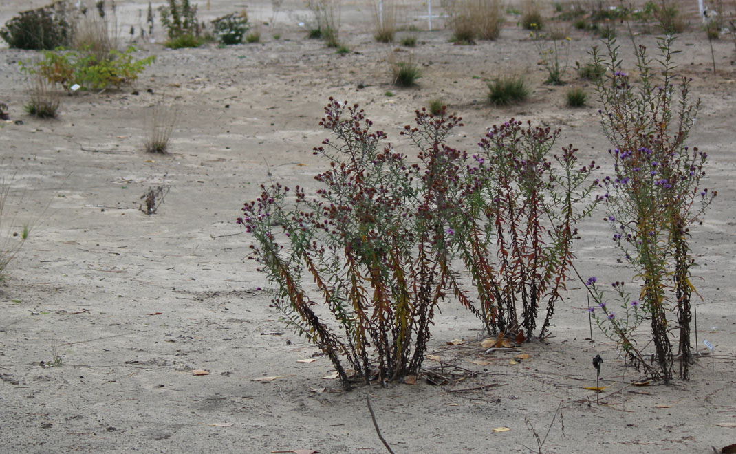 Tumbuhan perintis di kawasan restorasi gumuk pasir di hutan Pinhey Ottawa, Kanada (Foto: Wiene Andriyana)