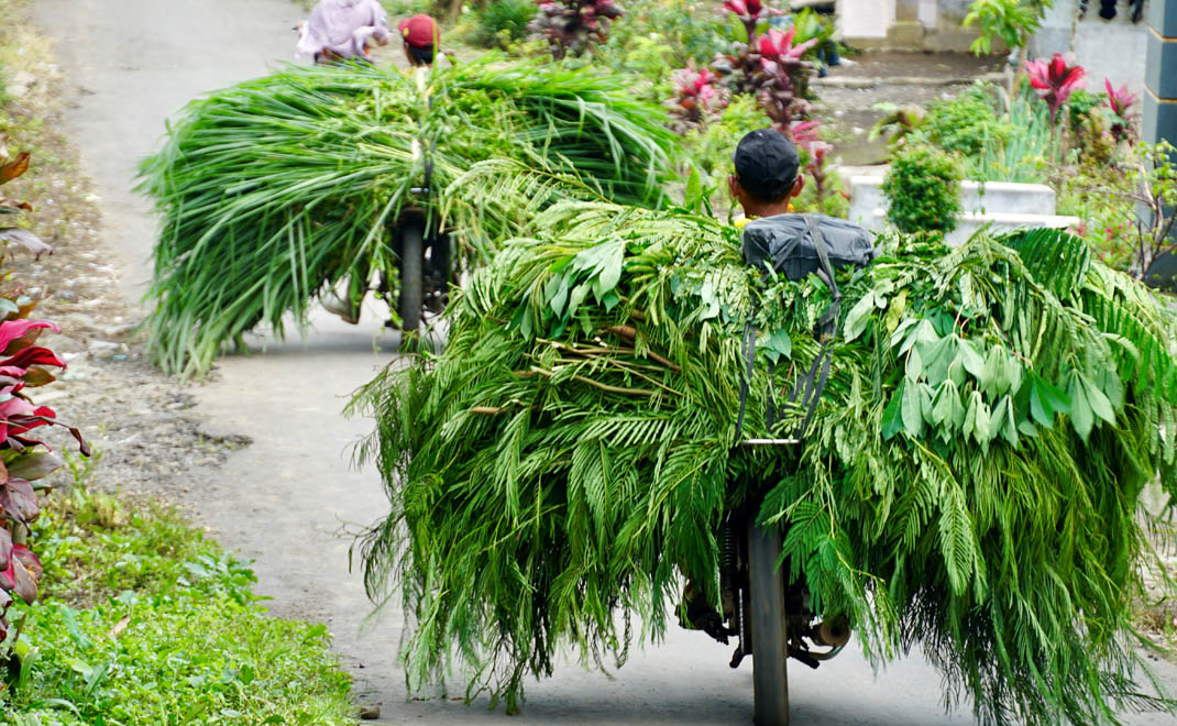 Petani hutan sosial di Lumajang, Jawa Tengah, membawa rumput untuk pakan ternak dari hutan mereka. Teknik agroforestri yang silvopastura, menggabungkan pengelolaan hutan dan peternakan (Foto: Dok. PSKL)