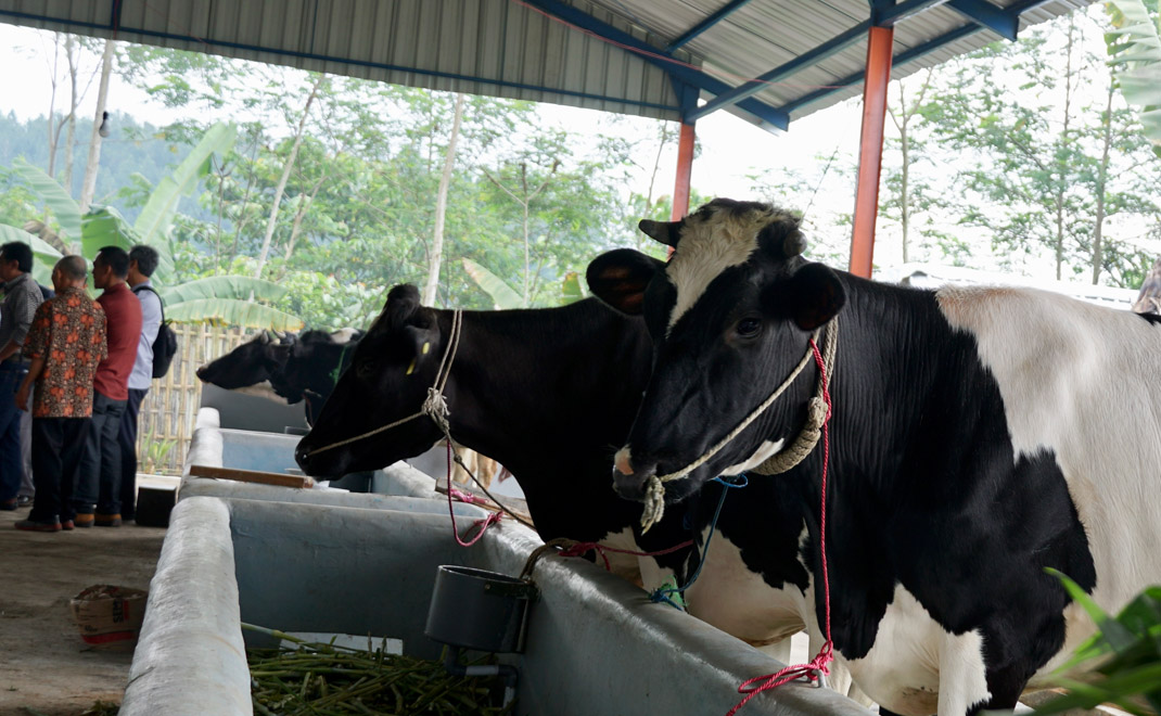 Peternakan sapi di Lumajang, Jawa Tengah (Foto: Dok. PSKL)