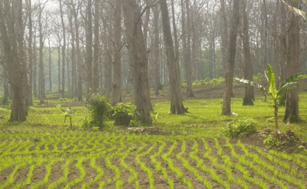 Padi gogo komoditas perhutanan sosial di lahan Perhutani di Jawa yang memadukan palawija dengan pohon kayu di lahan (Foto: Dok. FD)