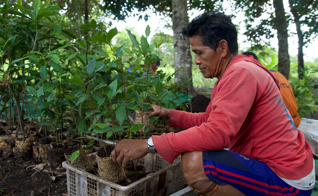 Biobag anakan pohon dari purun (Foto: Dok. KMP)