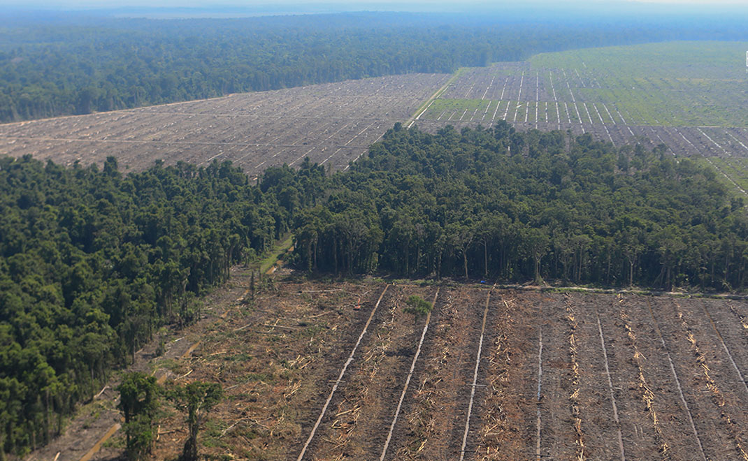 Pembukaan hutan untuk perkebunan kelapa sawit di Kabupaten Fakfak, Papua Barat (Foto: Iwan Kurniawan/Yayasan EcoNusa)