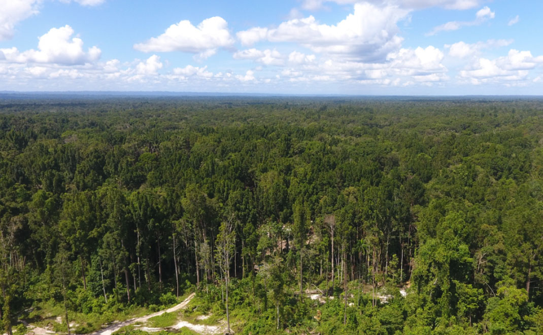 Hutan di Papua Barat (Foto: Dok. Yayasan EcoNusa)