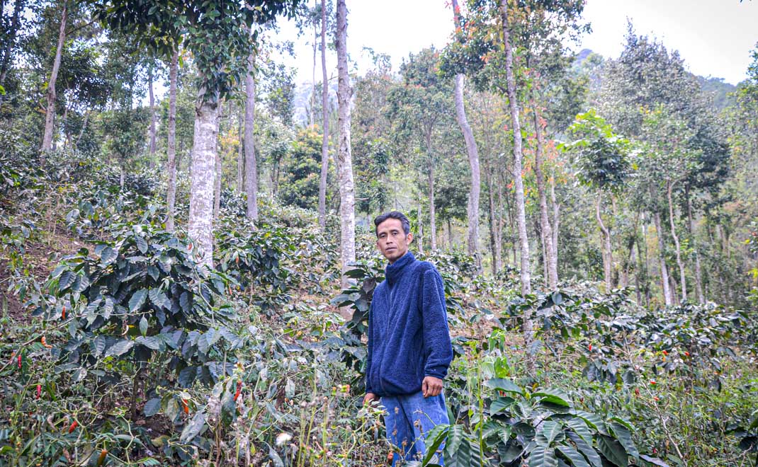 Petani kopi Sunda Hejo di Garut, Jawa Barat, yang memanfaatkan hutan lindung di Gunung Mandalawangi yang konsesinya dipegang Perum Perhutani (Foto: Rifky Fauzan/FD)