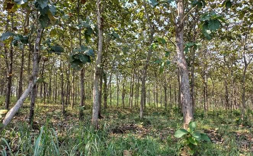 Hutan jati di Desa Katongan Gunung Kidul (Foto: Swary Utami Dewi)