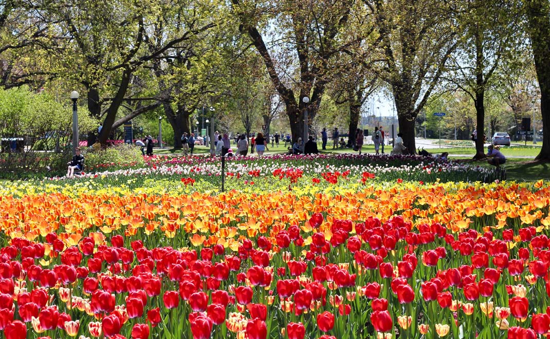 Festival Tulip di Ottawa di musim semi, yang juga menandai awal musim berkebun di Kanada (Foto: Wiene Andriyana)