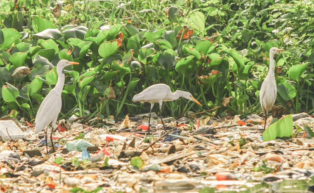 Burung-burung terjebak dalam perairan yang dipenuhi sampah di Jakarta Utara (Foto: R. Eko Tjahjono)
