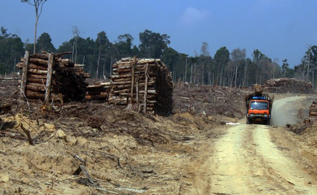 Penebangan kayu (log) di hutan alam (Foto: Asep Ayat)