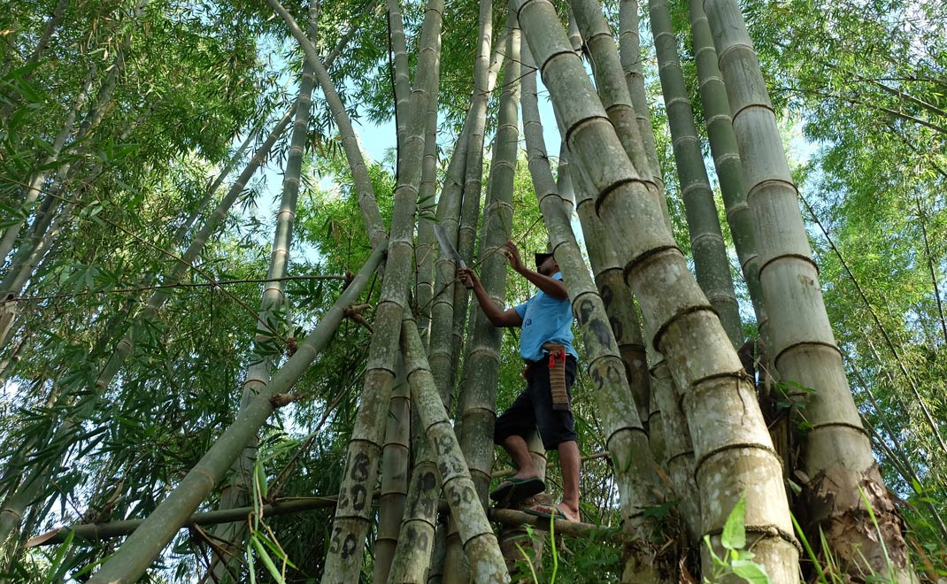 Hutan bambu di Desa Genamere, Nusa Tenggara Timur (Foto: Dok. Yayasan Bambu Lestari)