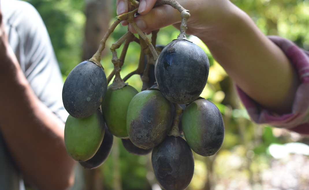 Kacang kenari pulau Makian (Foto: Robi D. Waldi/FD)
