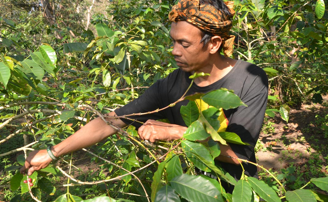 Petani kopi Sunda Hejo di Garut, Jawa Barat. Sudah ekspor ke Amerika Serikat, Italia, dan Prancis (Foto: Rifqi Fauzan/FD)