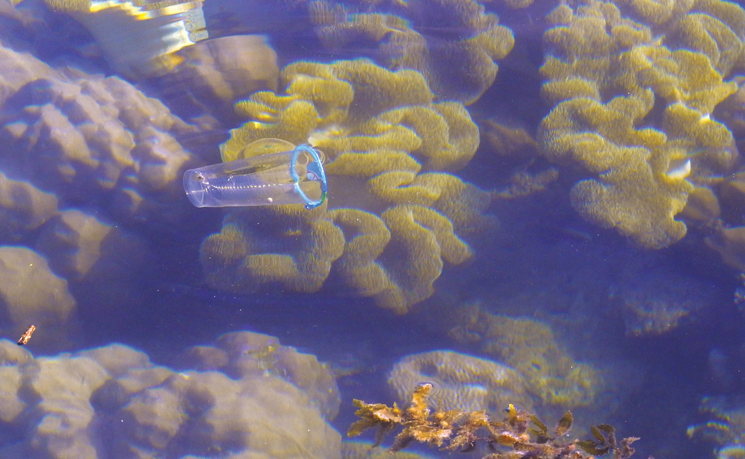Infeksi terumbu karang oleh sampah plastik (Foto: Asep Ayat/FD)