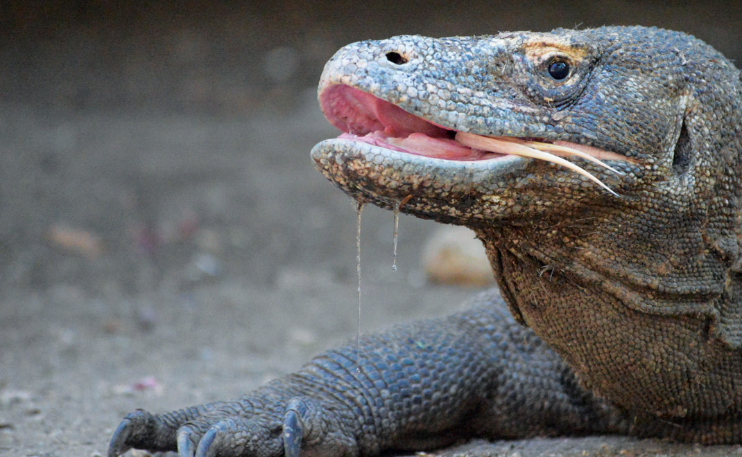 Komodo di Taman Nasional Komodo, Nusa Tenggara Timur (Foto: R. Eko Tjahjono/FD)