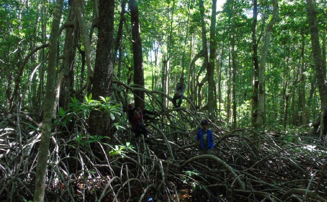 Hutan mangrove di Kaledupa, Sulawesi Tenggara (Foto: Dok. Tim KKN-PPM UGM Kaledupa, 2018)