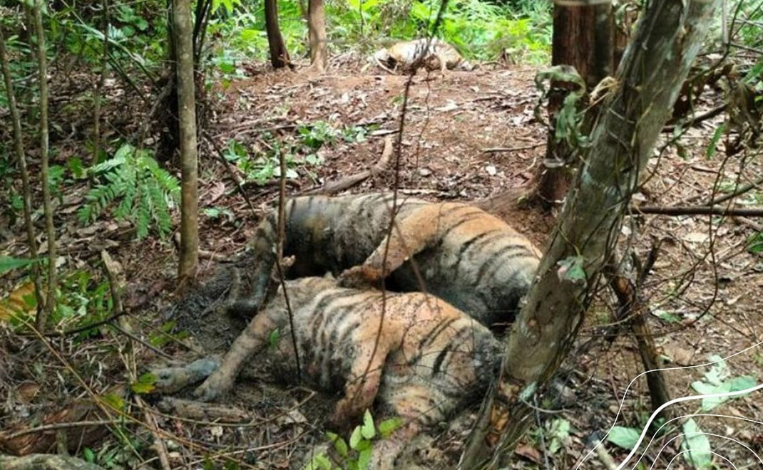 Satu keluarga harimau Sumatera (terdiri dari induk dan dua anak jantan dan berita) mati terkena jerat babi di Aceh Selatan (Foto: BKSDA Aceh)