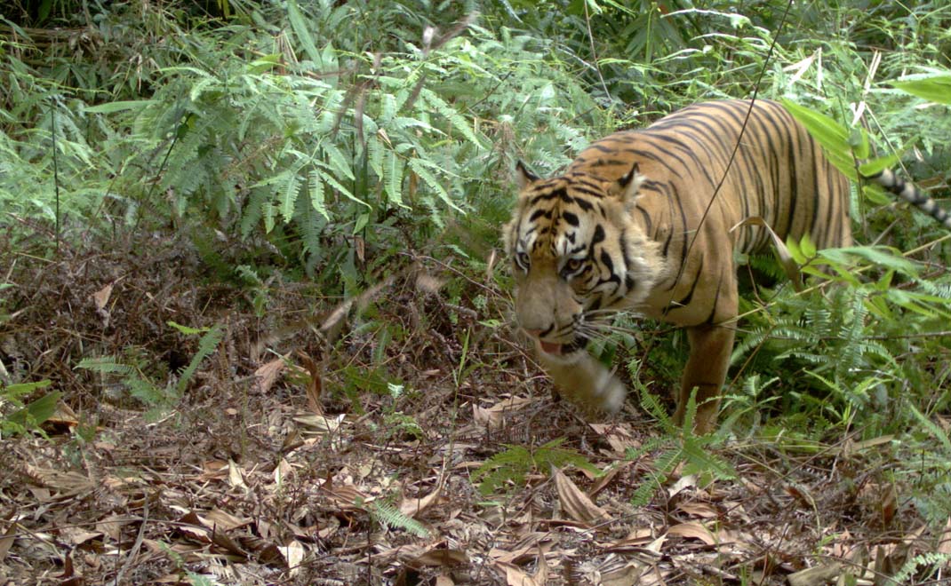 Harimau Sumatera di Hutan Harapan, Jambi (Foto: Asep Ayat/FD)