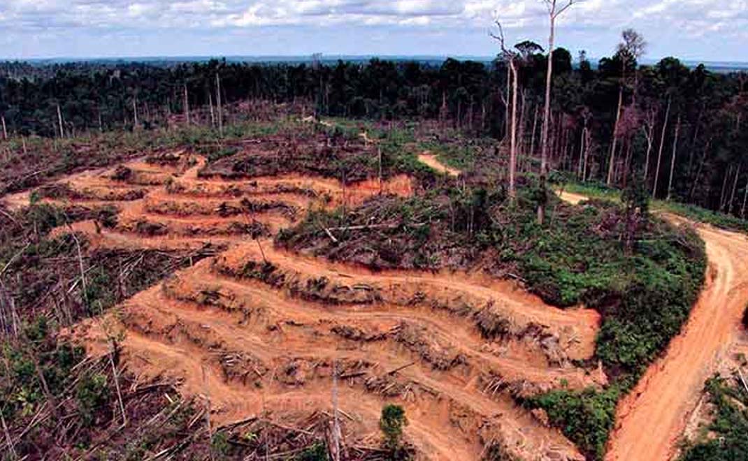 Deforestasi di areal eks HPH di Hutan Harapan, Jambi (Foto: Asep Ayat/FD)