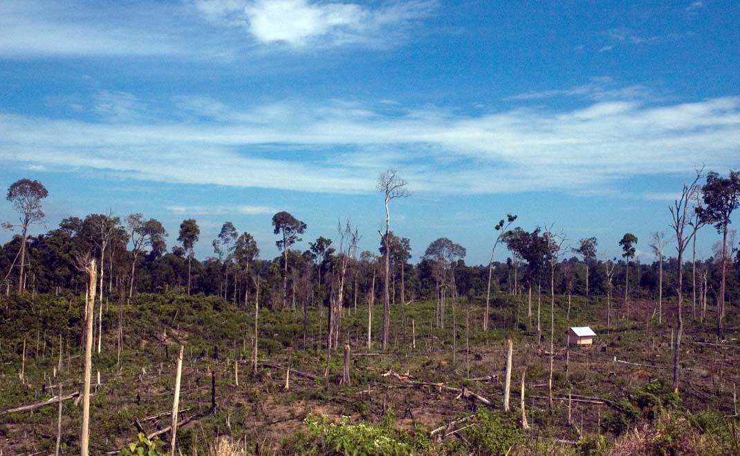 Perambahan hutan di Jambi (Foto: Asep Ayat/FD)