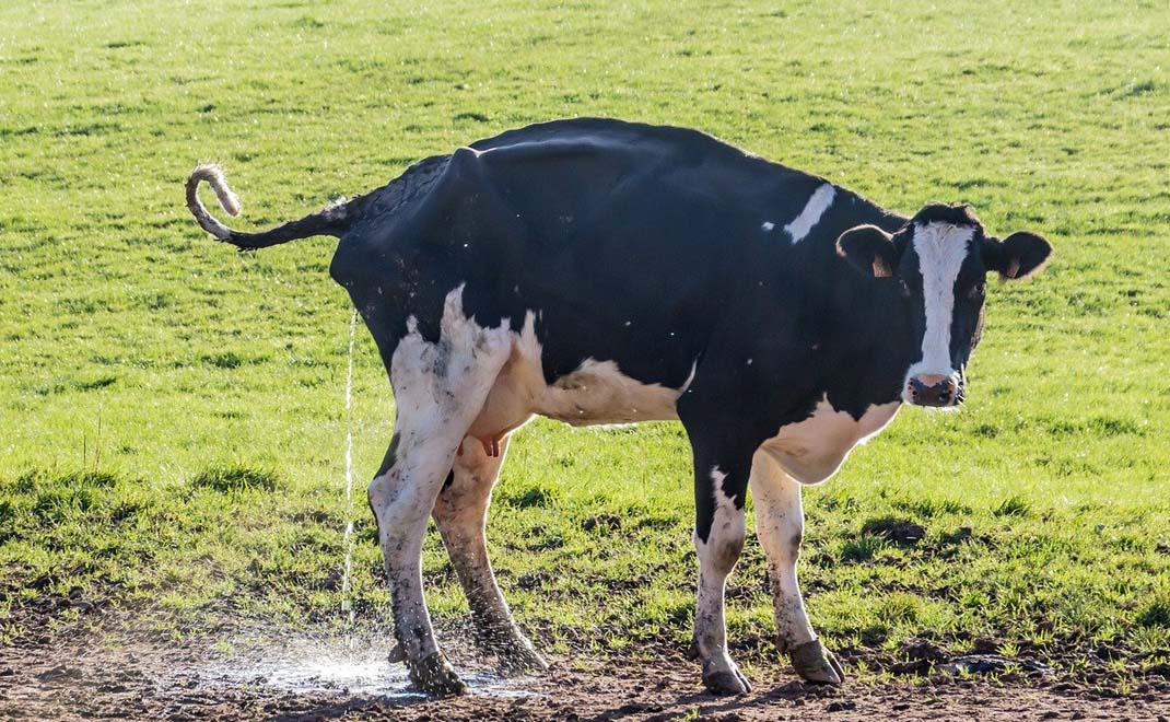 Kencing sapi bisa menjadi penyebab pemanasan global. Jika ia diolah sebelum menjadi gas rumah kaca dengan melatihnya kencing di jamban akan menolong mencegah krisis iklim (Foto: Maineres Terampe/Pixabay)