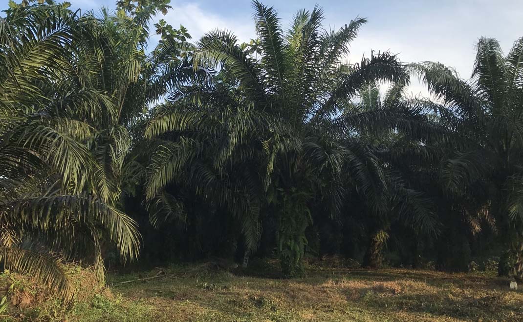 Perkebunan kelapa sawit (Foto: Dok. FD)