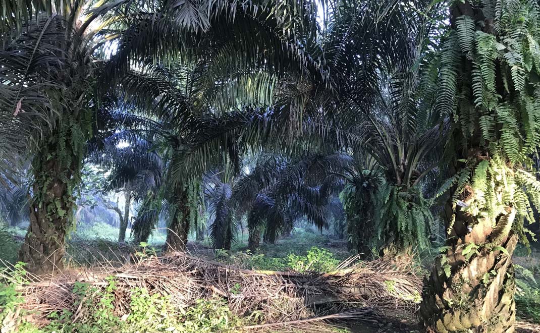 Perkebunan kelapa sawit (Foto: Dok. FD)