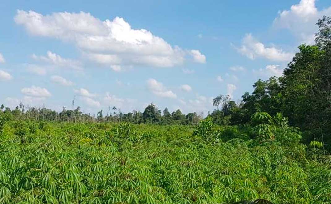 Kebun talas di rawa gambut Kubu Raya, Kalimantan Barat (Foto: Bambang Hero Saharjo)