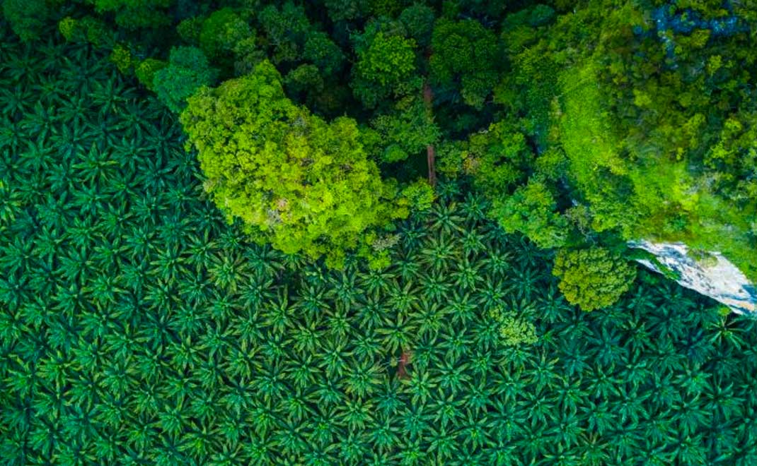 Perkebunan kelapa sawit di kawasan hutan (Foto: Shutterstock)