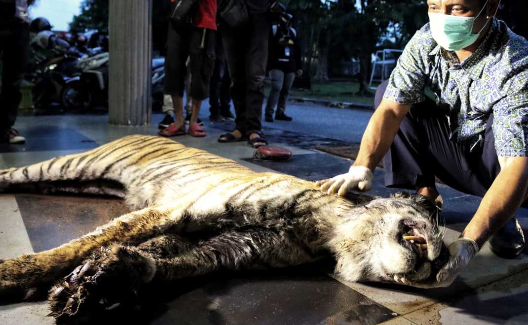 Harimau Sumatera yang mati terjerat setelah dievakuasi dari hutan (Foto: Dok. BKSDA Riau)