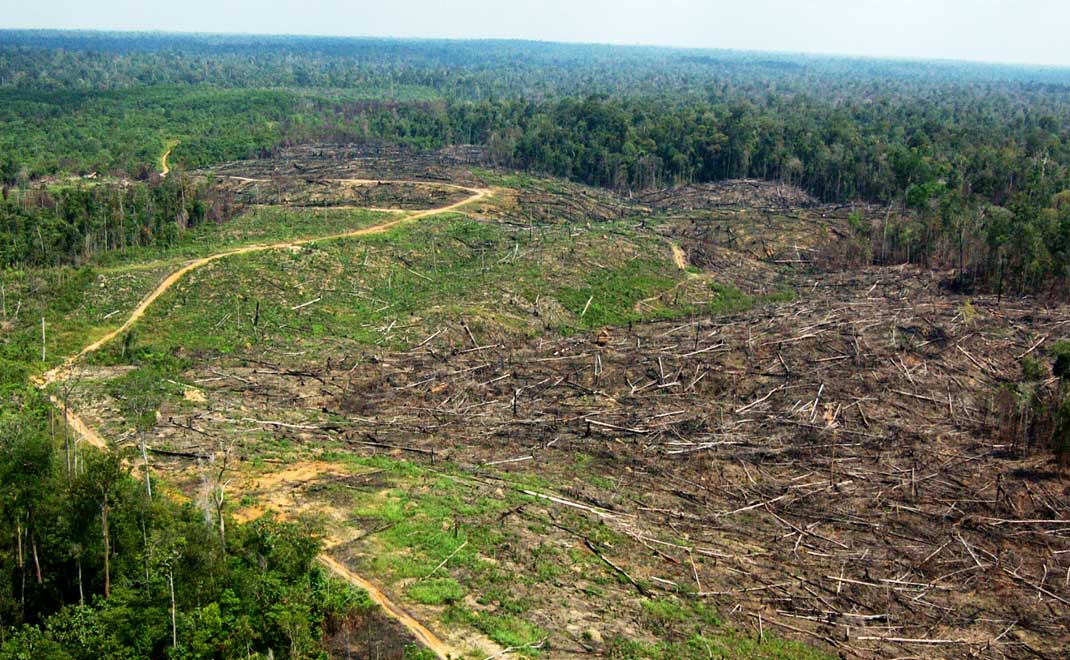 Deforestasi hutan Jambi (Foto: Asep Ayat/FD)