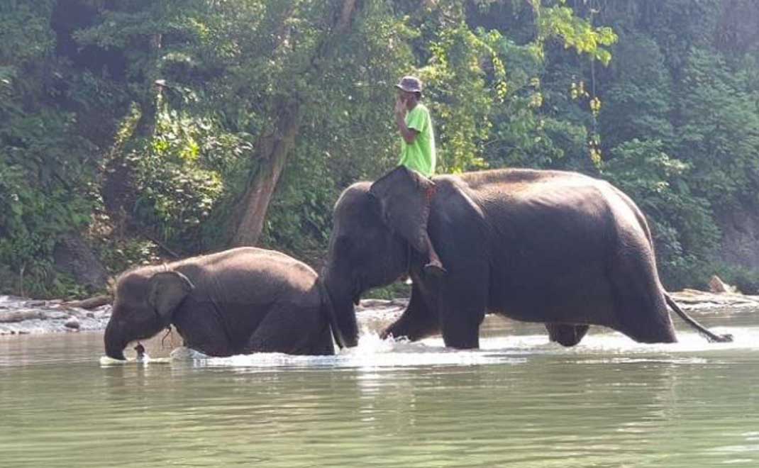 Penduduk Tangkahan sedang berkeliling menjaga hutan ekosistem Leuser. Mereka menyelamatkan gajah yang terjebak dalam perang Aceh (Foto: Mardiyah Chamim)