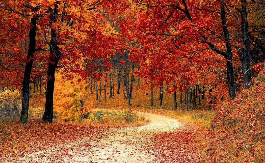 Warna daun musim gugur (Foto: Valiphotos/Pixabay)