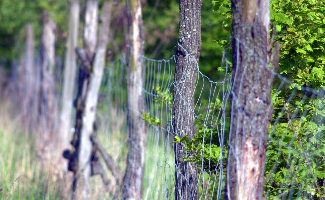 Tata kelola hutan lestari (Foto: Henryk Niestroj/Pixabay)