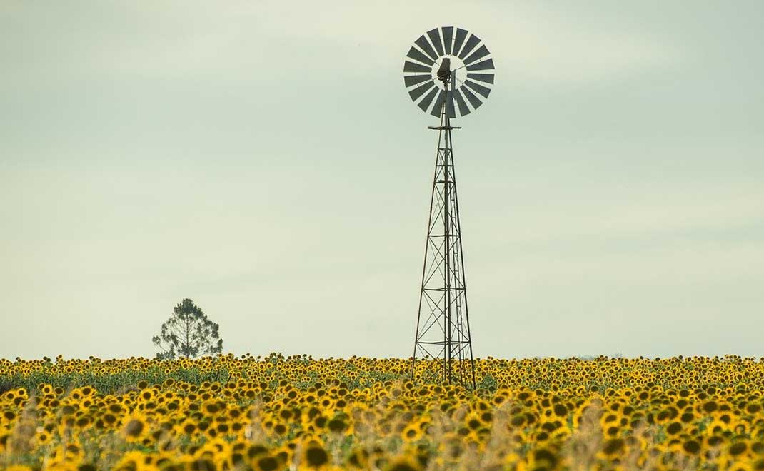 Kincir angin di tengah bunga matahari di Australia (Foto: Rob D/Pixabay)