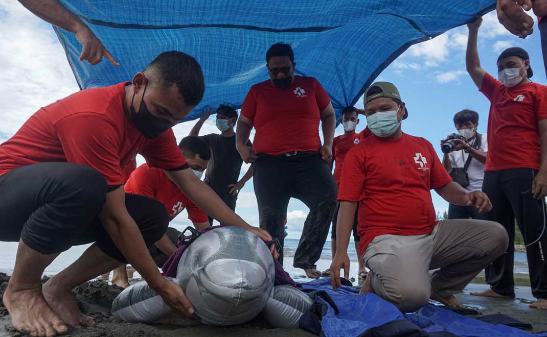 Pelatihan penyelamatan satwa laut yang terdampar di pesisir pantai di Aceh (Foto: Dicky Bisinglasi)