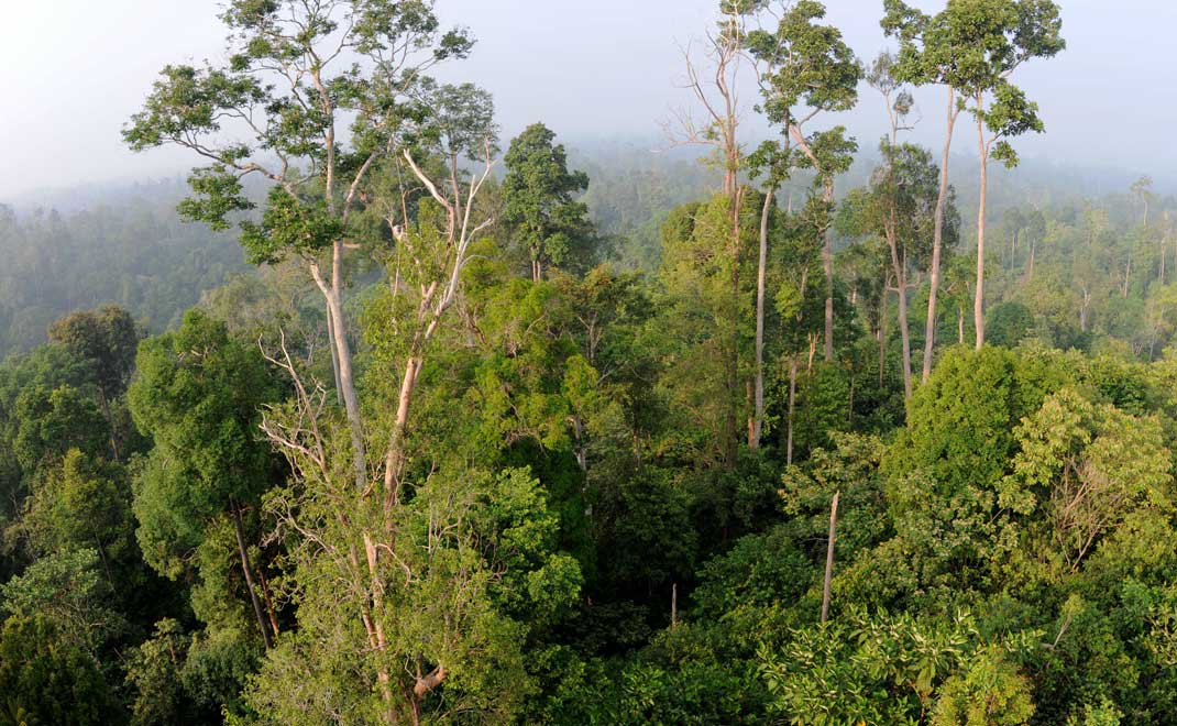 Hutan Harapan di Jambi (Foto: Asep Ayat/FD)