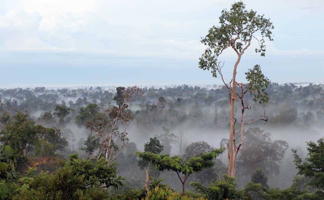 Ekosistem hutan dataran rendah di Jambi (Foto: Asep Ayat/FD)
