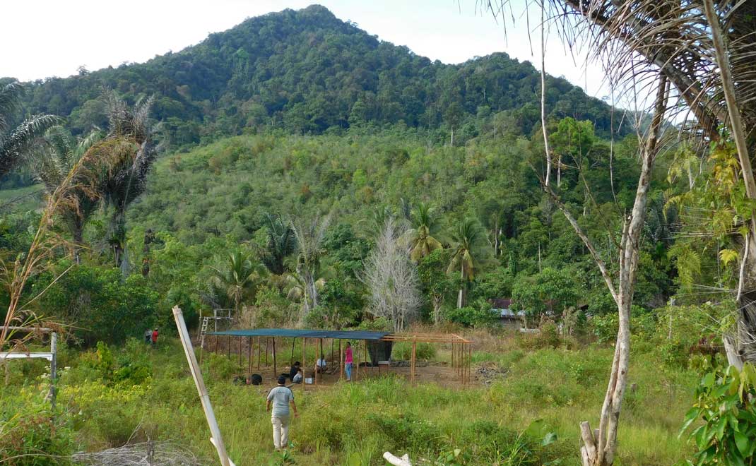 Persemaian di hutan adat Kalimantan (Foto: Istimewa)