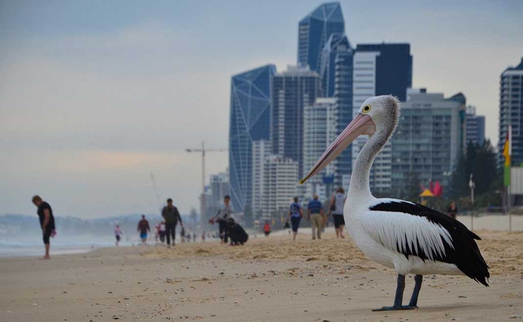 Pelican, burung air Australia, yang jumlahnya menyusut akibat pembangunan infrastruktur (Foto: The Top/Pixabay)