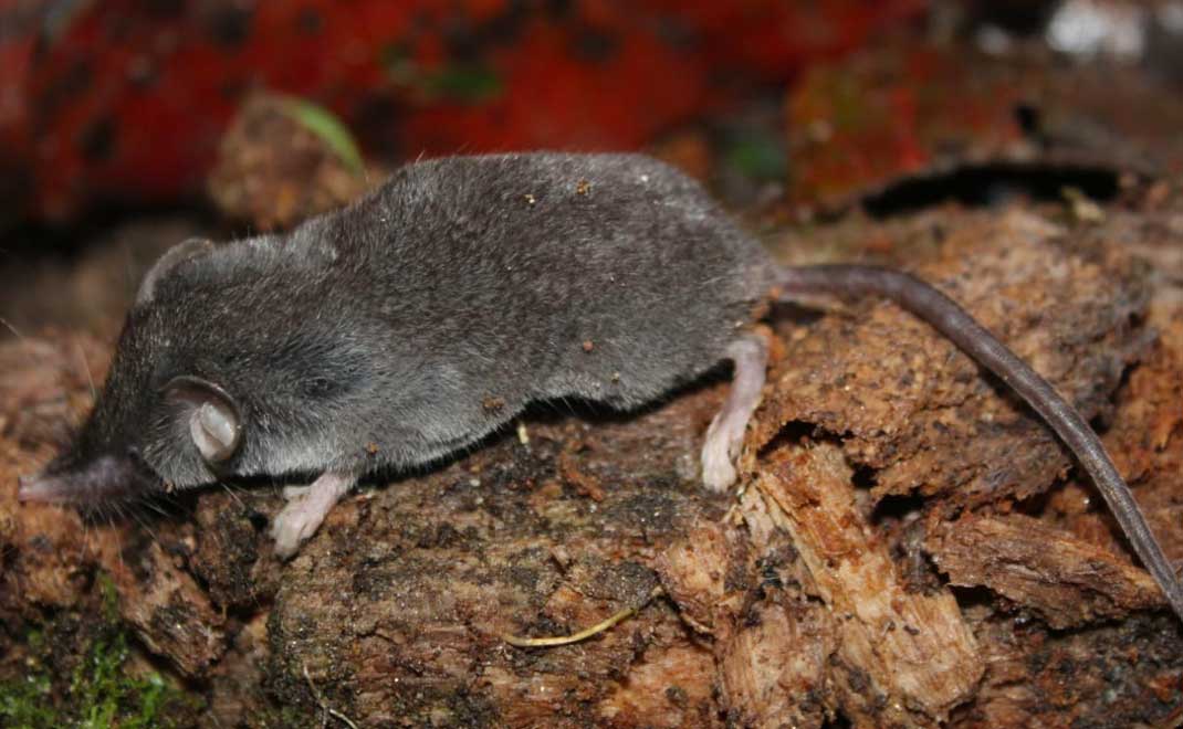 Curut Sulawesi (Crocidura nigripes) (Foto: Creative Commons)