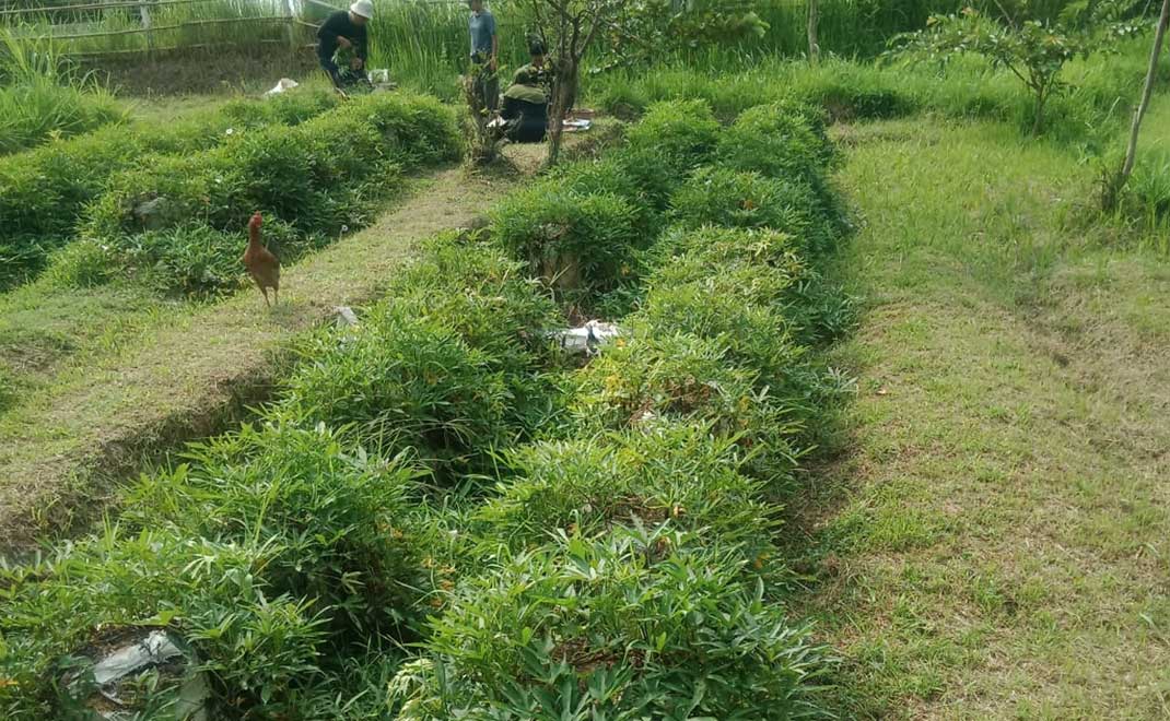 Budidaya ubi cilembu dalam karung di Purwakart (Foto: Dok. Kampung Ilmu)