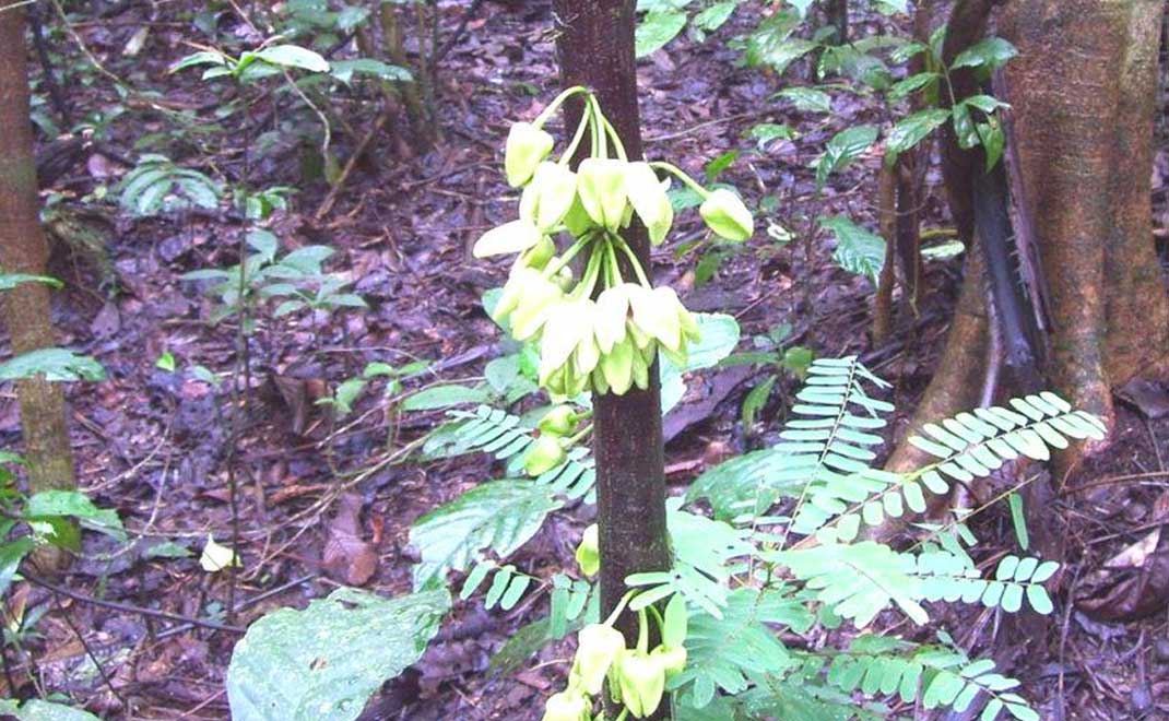 Uvariopsis dicaprio, spesies baru pohon di hutan Ebo, Kamerun (Foto: BBC)