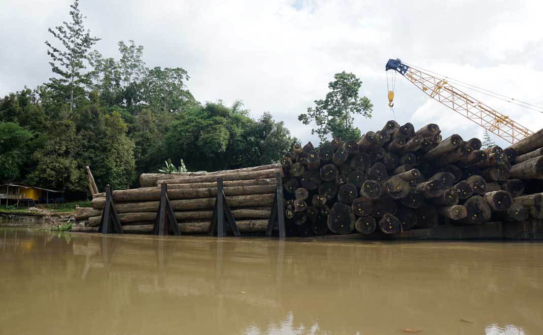 Kegiatan bongkar muat kayu HPH Papua (Foto: Istimewa)