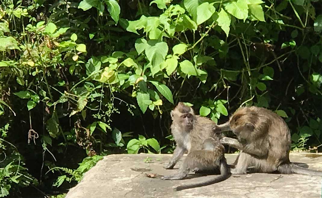 Monyet di gunung Salak (Foto: FD)