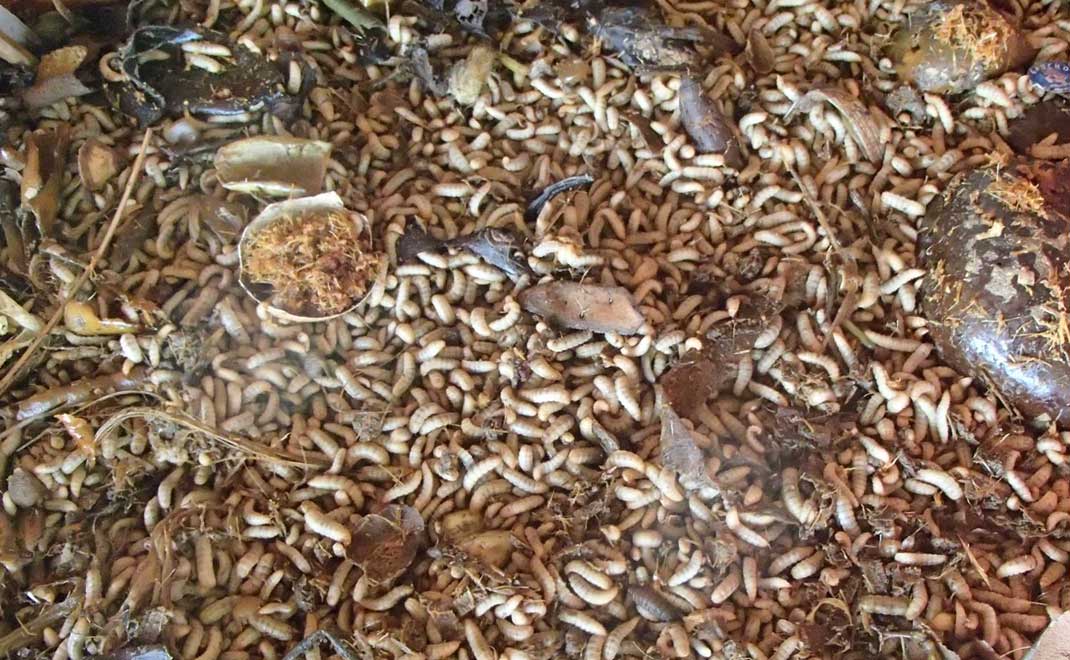 Maggot yang dibudidayakan warga Perumahan Mutiara di Bogor (Foto: Asep Sugih Suntana/FD)