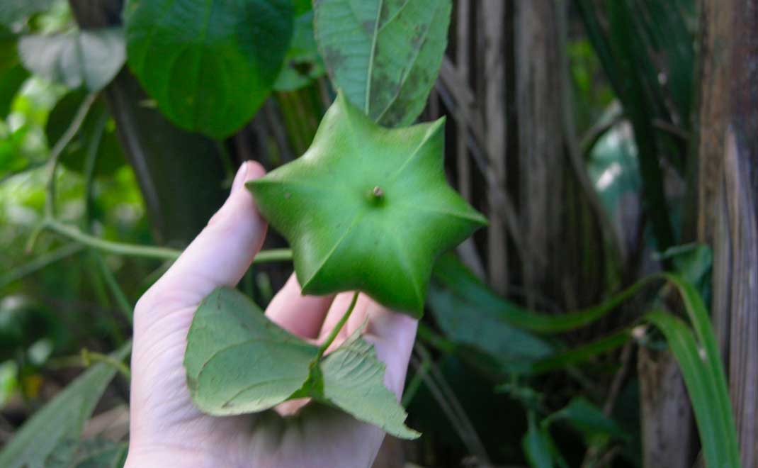 Kacang inka atau Plukenetia volubilis di Ekuador (Foto: Wikipedia)